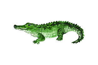Alligator - Watercolor: A Versatile Graphic Design Asset for Animal-Themed Branding