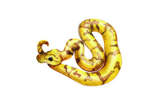 Ball Python - Watercolor Embroidery Design Review