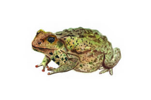 Cane Toad - Watercolor: Australia-Inspired Design