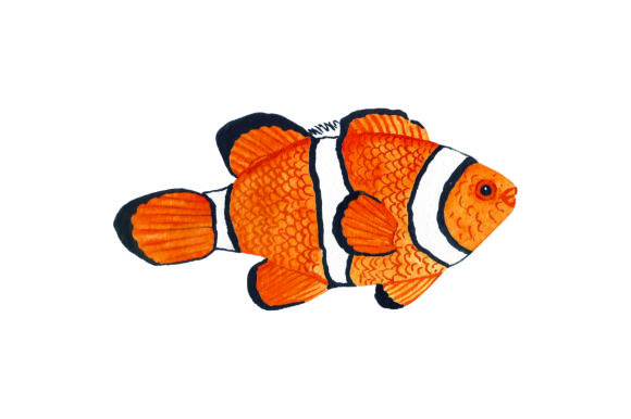 Clownfish - Watercolor: A Fresh Design Asset for Australian Branding