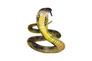 King Cobra - Watercolor: A Stunning Animal Graphic for Handmade Creations