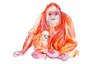 Mom and Baby Orangutangs in Watercolor Style: A Versatile Graphic Design Asset for Animals