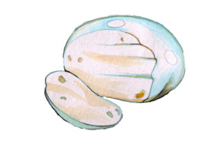 Mozzarella Cheese in Watercolor Style: A Fresh Graphic Design Asset for Food Amp Campaigns