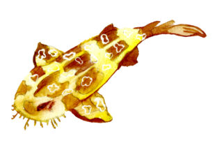 Spotted Wobbegong in Watercolor Style: A Design Asset for Australian-Themed Content