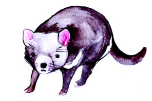 Tasmanian Devil in Watercolor Style