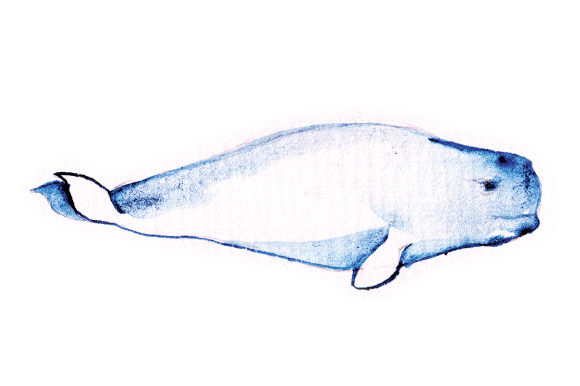 Watercolor Beluga: A Unique Animal Graphic for Creative Sellers
