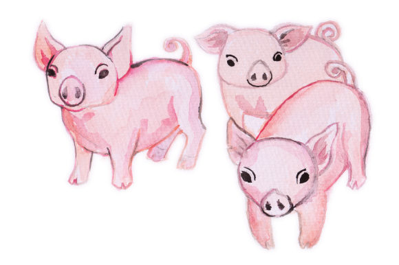 Watercolor Design Pigs for Commercial Use