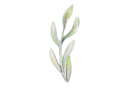 Watercolor Gum Leaves: A Natural Design Asset for Australian-Inspired Projects