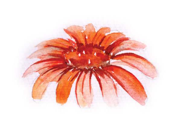 Watercolor Orange Daisy for Animal-Themed Branding: A Designer’s Perspective