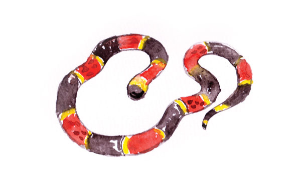 Watercolor Sanke: A Beautiful Animal Graphic for Handmade Projects